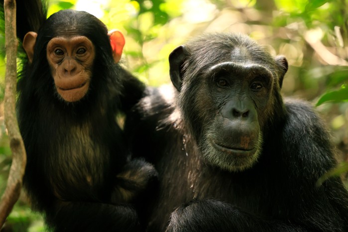 Chimp Empire. Penelope in Chimp Empire. Cr. Netflix © 2023 Two chimps, one a mother, one a baby, looking forward in Chimp Empire