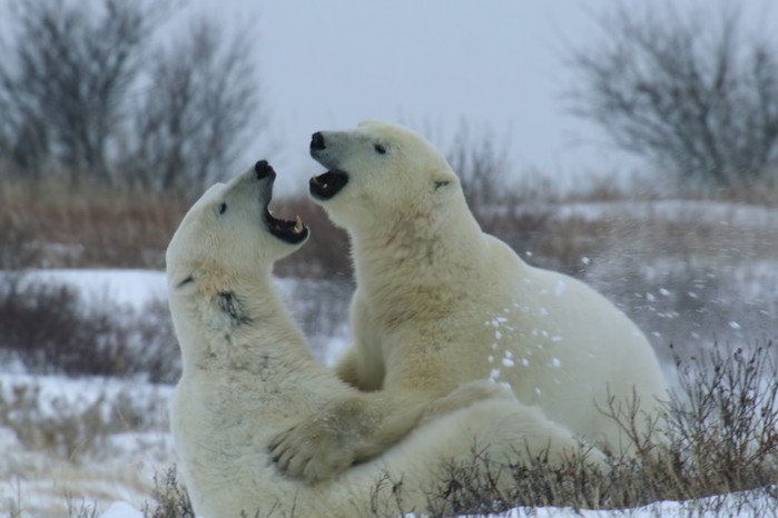Our_Living_World_E3_00_27_09_07 Polar bears in Our Living World fighting